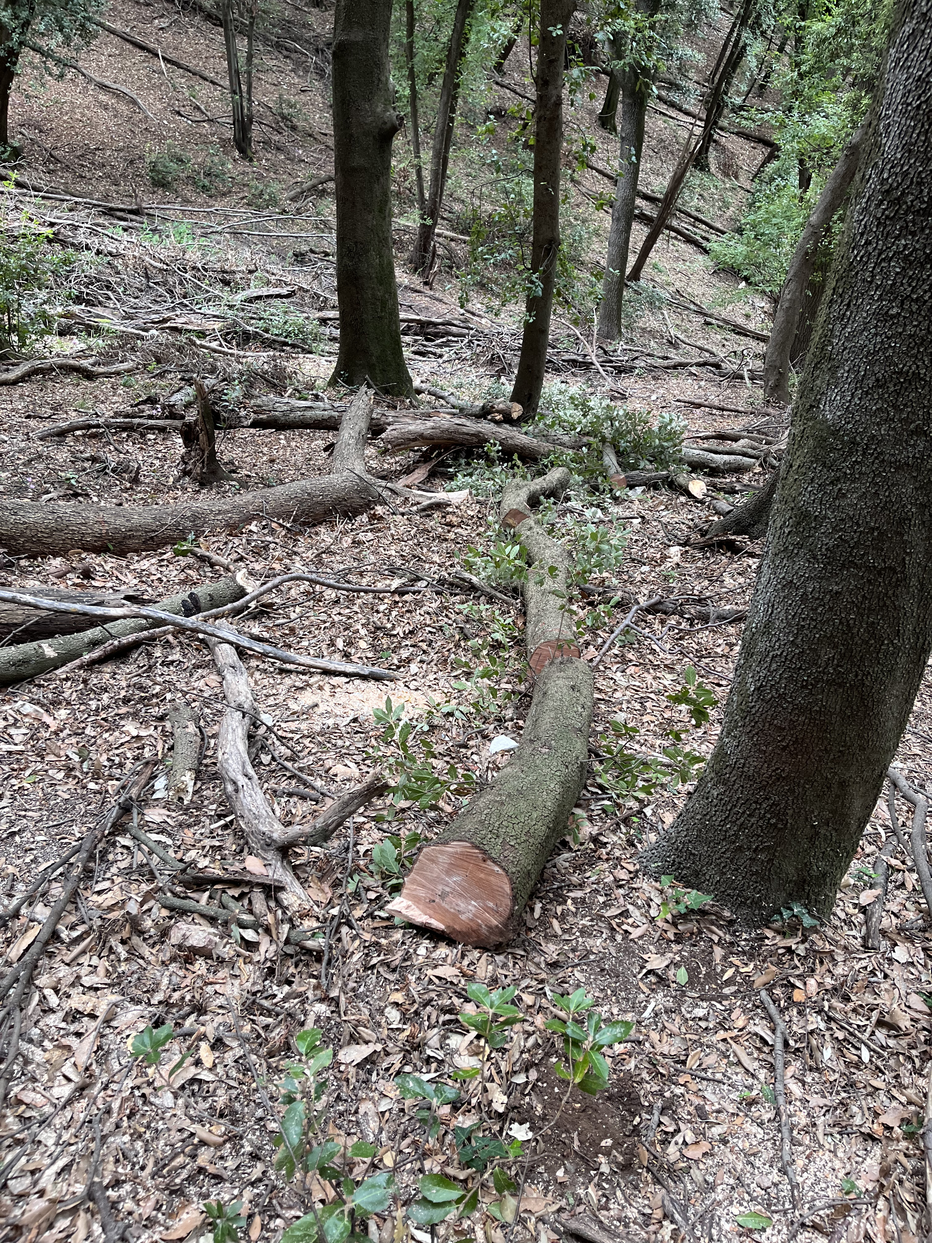 Palificata viva a doppia parete